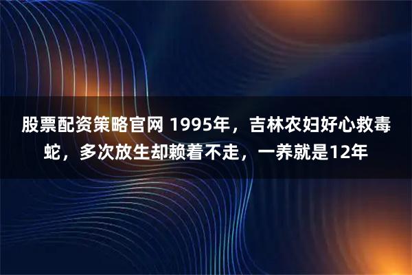 股票配资策略官网 1995年，吉林农妇好心救毒蛇，多次放生却赖着不走，一养就是12年