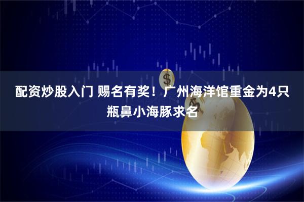 配资炒股入门 赐名有奖！广州海洋馆重金为4只瓶鼻小海豚求名